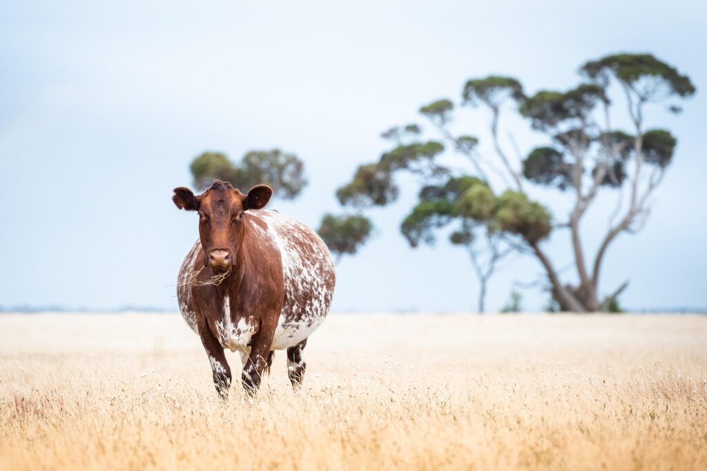 退職の理由として妊娠を伝える際の言い方は？
