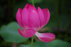 退職の理由として遠方への引っ越しはどのように説明すればよいですか？